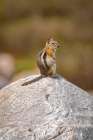 USA-Wyoming-Snowy Range. Golden-mantled ground squirrel on rock. Art Print